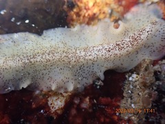 Enchiridium punctatum