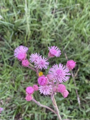 Campuloclinium macrocephalum