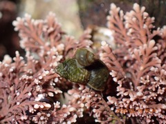 Littorina scutulata