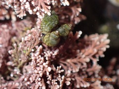 Littorina scutulata