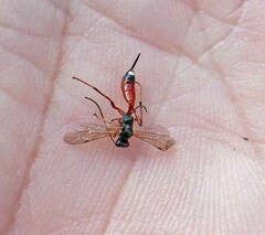 Agrothereutina