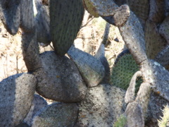 Opuntia streptacantha
