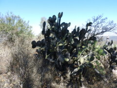 Opuntia streptacantha