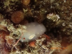 Cadlina flavomaculata