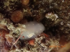 Cadlina flavomaculata