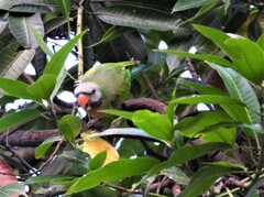 Psittacula alexandri