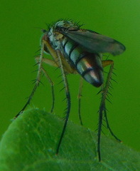Dolichopus