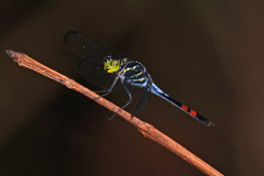 Agrionoptera sexlineata