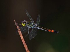 Agrionoptera sexlineata