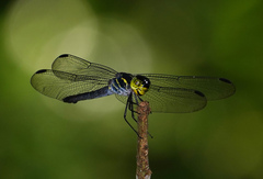 Agrionoptera sexlineata
