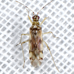 Dicyphus hesperus