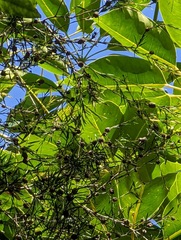 Melaleuca nodosa