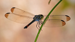 Agrionoptera sexlineata