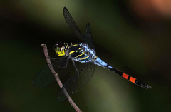 Agrionoptera sexlineata