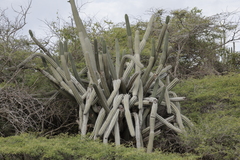 Cereus repandus