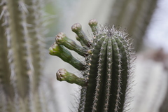 Cereus repandus