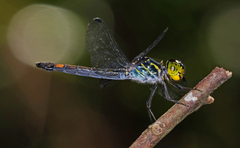 Agrionoptera sexlineata