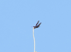 Rhyothemis obsolescens