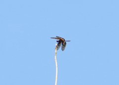 Rhyothemis obsolescens