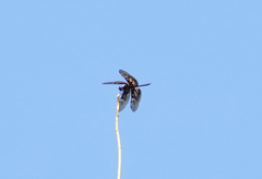 Rhyothemis obsolescens