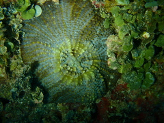 Echinomorpha nishihirai