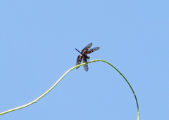 Rhyothemis obsolescens