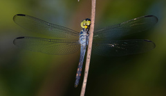 Agrionoptera sexlineata