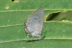 Ignata caldas