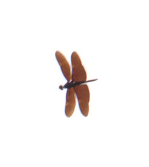 Rhyothemis aterrima