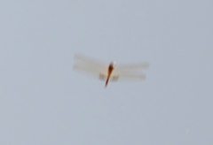 Hydrobasileus croceus