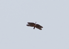 Rhyothemis aterrima