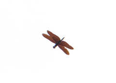 Rhyothemis aterrima