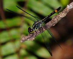 Agrionoptera sexlineata