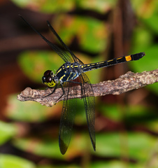 Agrionoptera sexlineata