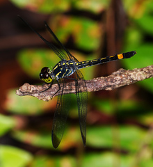Agrionoptera sexlineata