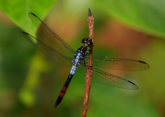 Agrionoptera sexlineata