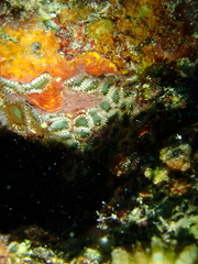 Zoantharia