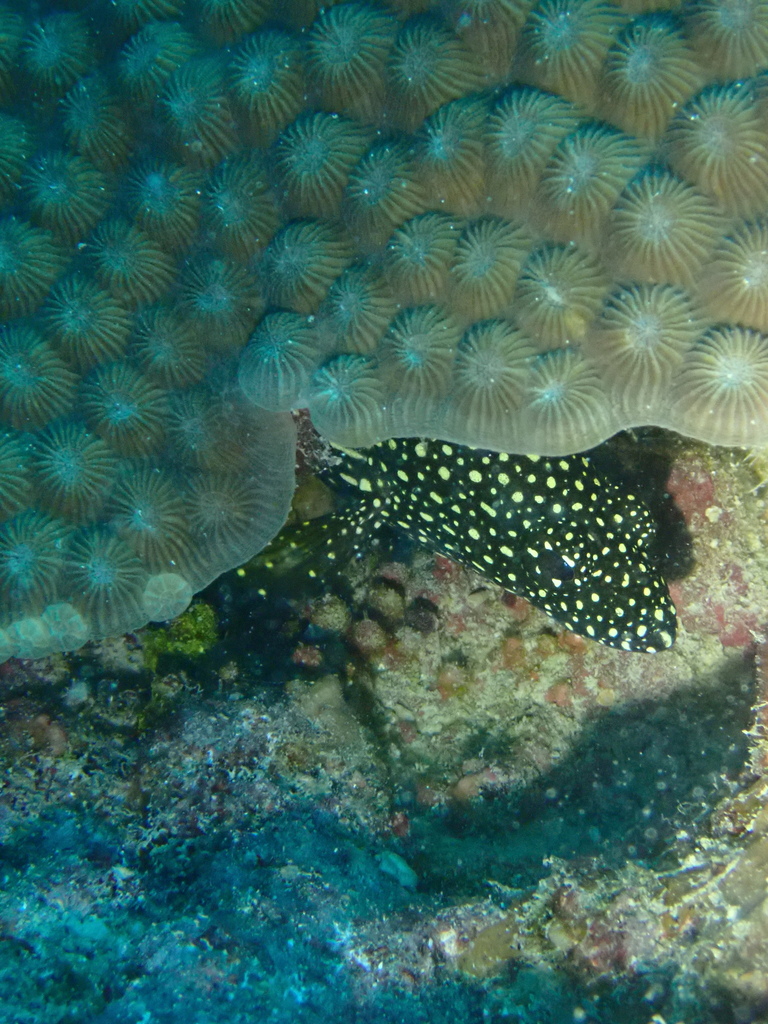 White-streaked grouper