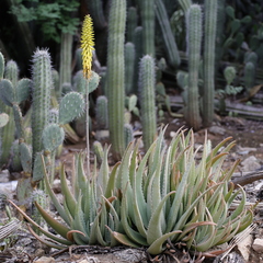 Aloe vera