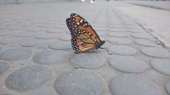 Danaus erippus