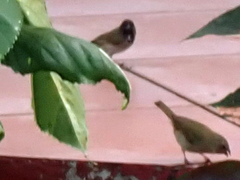 Sporophila nigricollis