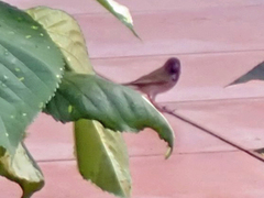 Sporophila nigricollis