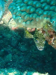 Epinephelus ongus