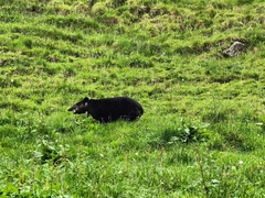 Tapirus pinchaque