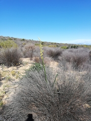Albuca clanwilliamae-gloria