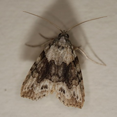 Calathusa basicunea
