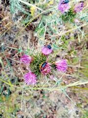 Carduus tenuiflorus
