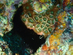 Zoantharia