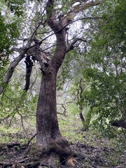 Arbutus menziesii