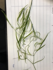 Potamogeton pusillus pusillus